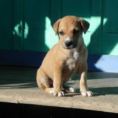 Lost Puppy